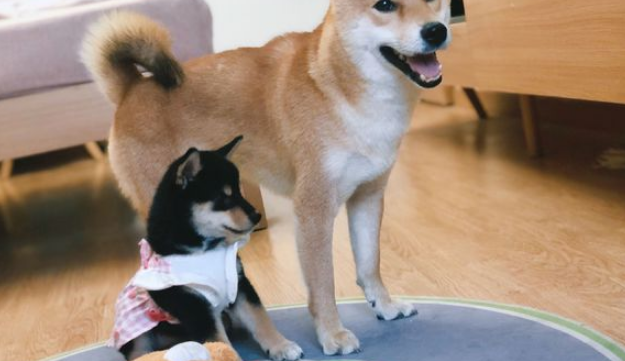 柴犬当上“亲哥哥”以后，它积极照料“亲妹妹”，还带它一块玩
