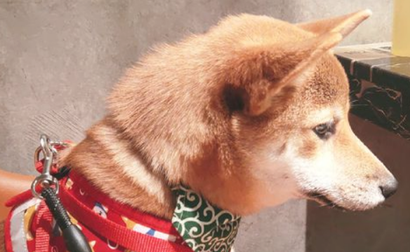柴犬喜爱自娱自乐，从不积极搭理网友，否则它想“用餐”