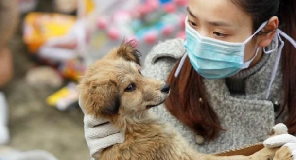 狗肉贩子入狱并罚500多万！这样的狗肉你还吃吗？