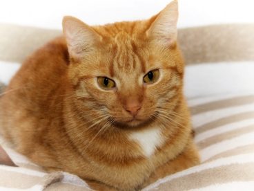 呆萌小猫咪图片