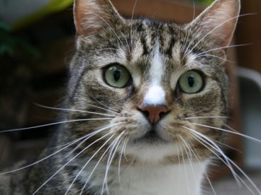 猫脸肖像图片