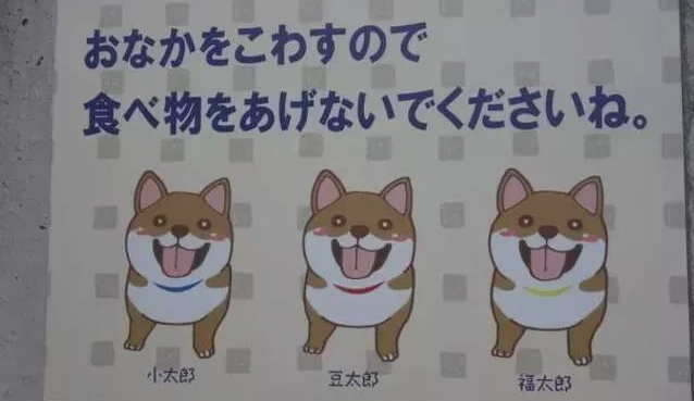 三只柴犬超喜爱卡洞，不经意被网民发觉，之后竟变成游玩景点！