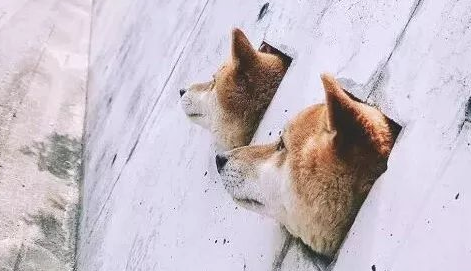 三只柴犬超喜爱卡洞，不经意被网民发觉，之后竟变成游玩景点！