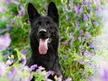 花草丛黑色德国牧羊犬图片