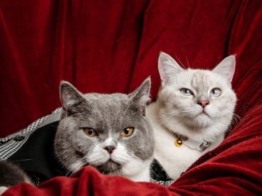 两只可爱小肥猫宠物写真图片