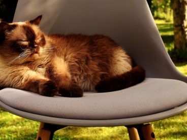 萌宠英国短毛猫图片