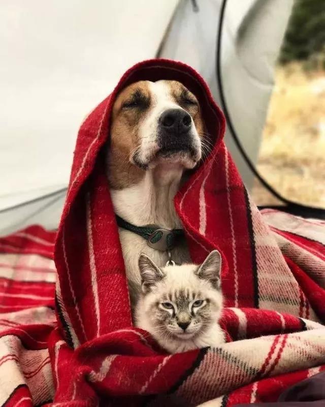 这是什么神仙组合啊！一猫一狗走天涯，完美诠释旅行的意义！