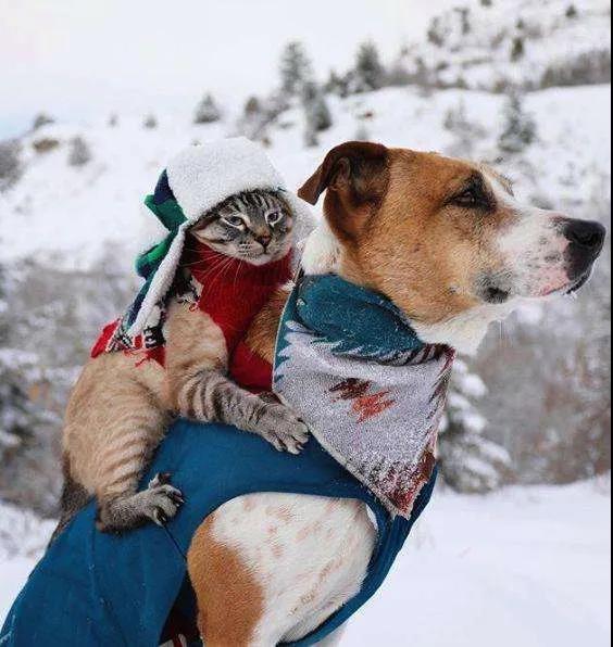 这是什么神仙组合啊！一猫一狗走天涯，完美诠释旅行的意义！