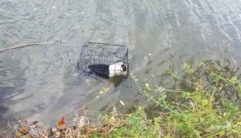 狗别人“浸猪笼”丢入冰凉湖里，全身创口还要出血，人体比较严重失温
