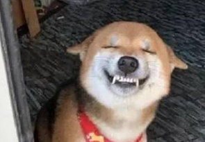 最喜欢笑的柴犬，开心到眼睛眯成一条缝，让人忍不住揪它的小肥脸