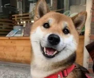 最喜欢笑的柴犬，开心到眼睛眯成一条缝，让人忍不住揪它的小肥脸