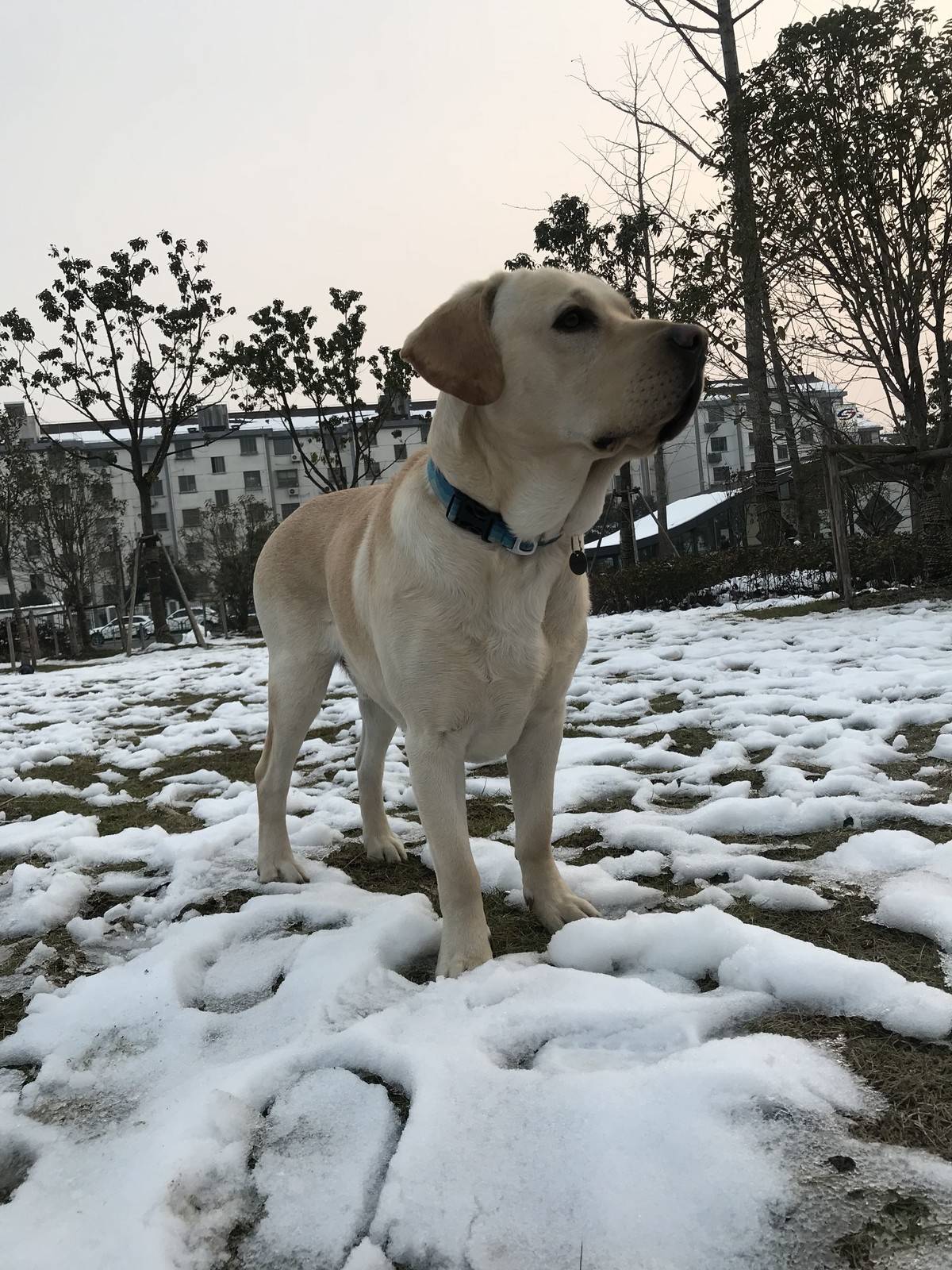 抓住这难得的雪景来几张留念