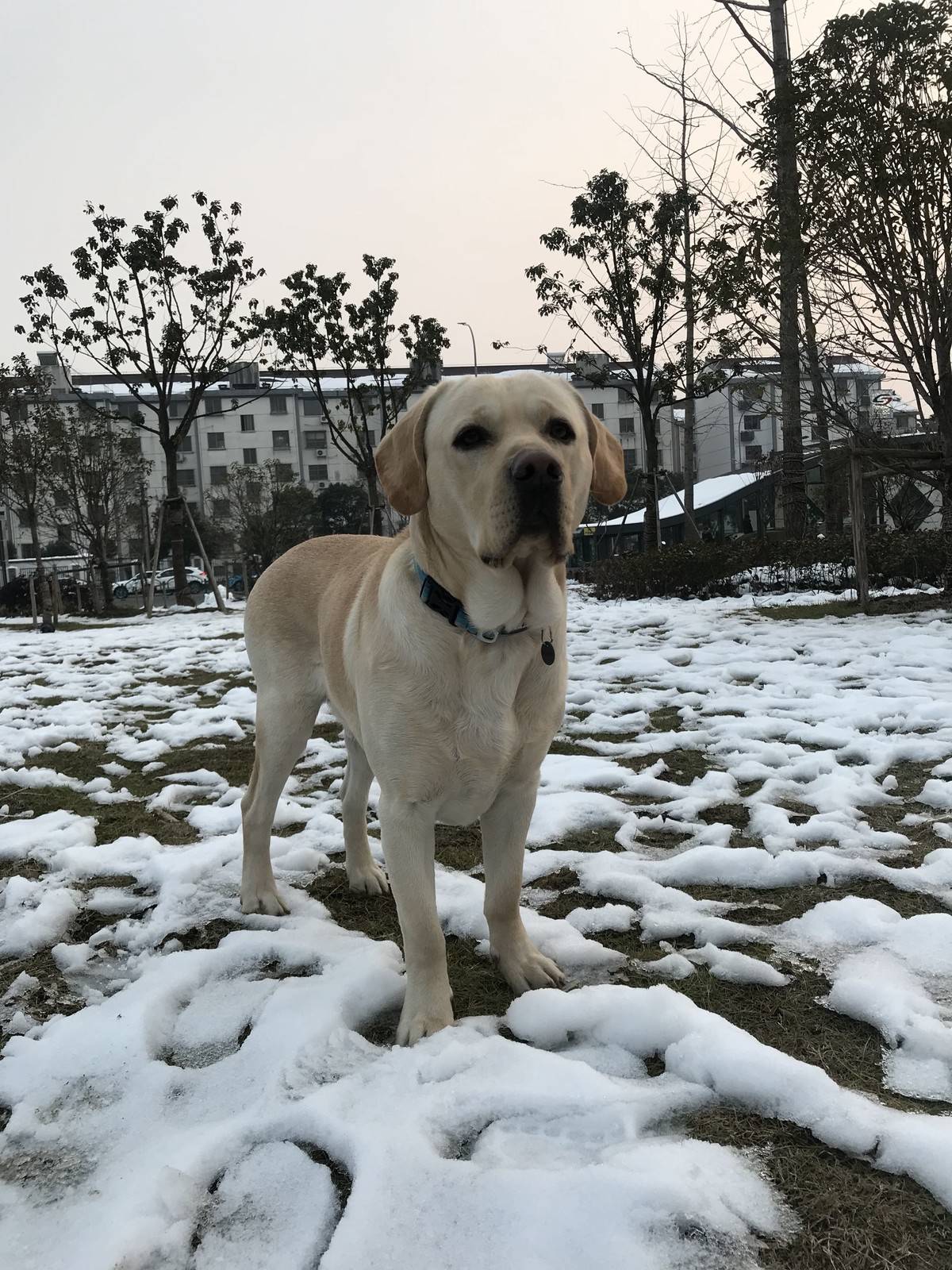 抓住这难得的雪景来几张留念