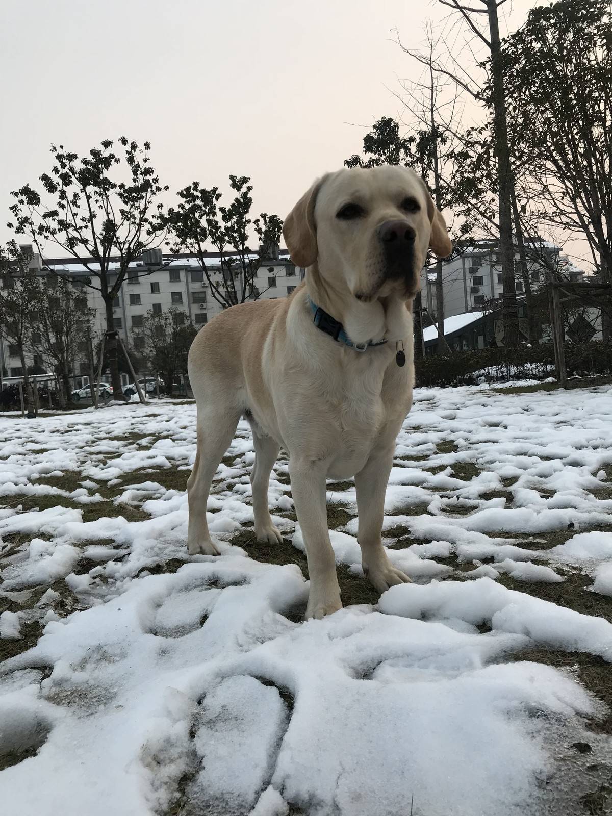 抓住这难得的雪景来几张留念