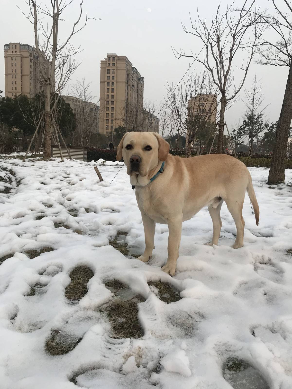 抓住这难得的雪景来几张留念