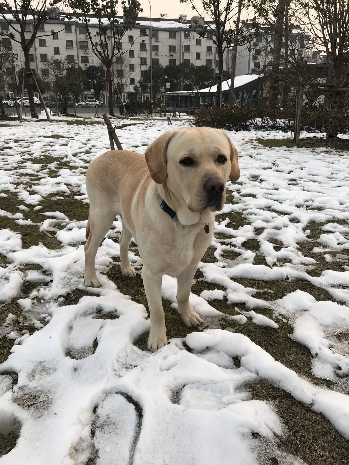 抓住这难得的雪景来几张留念