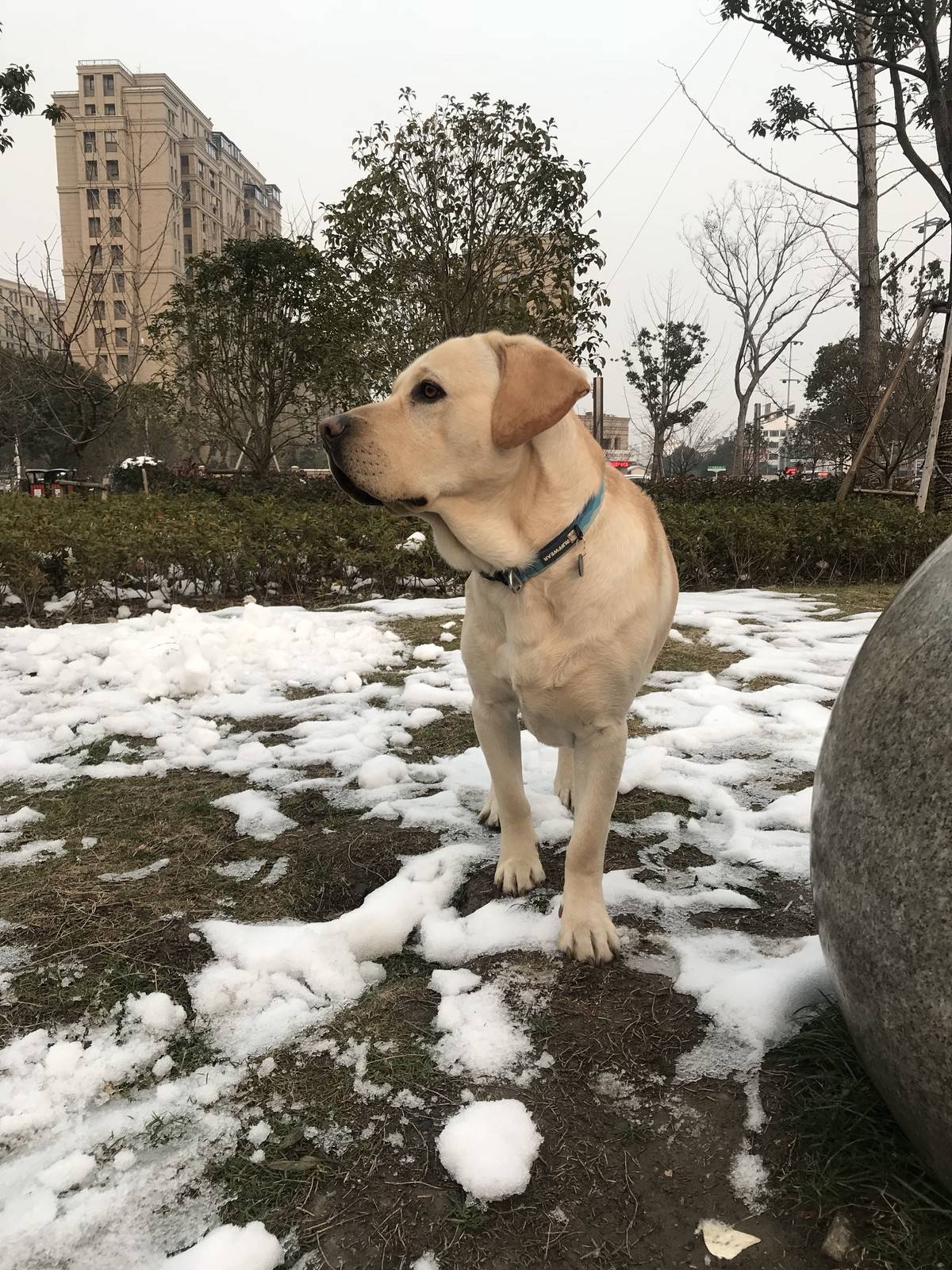 抓住这难得的雪景来几张留念