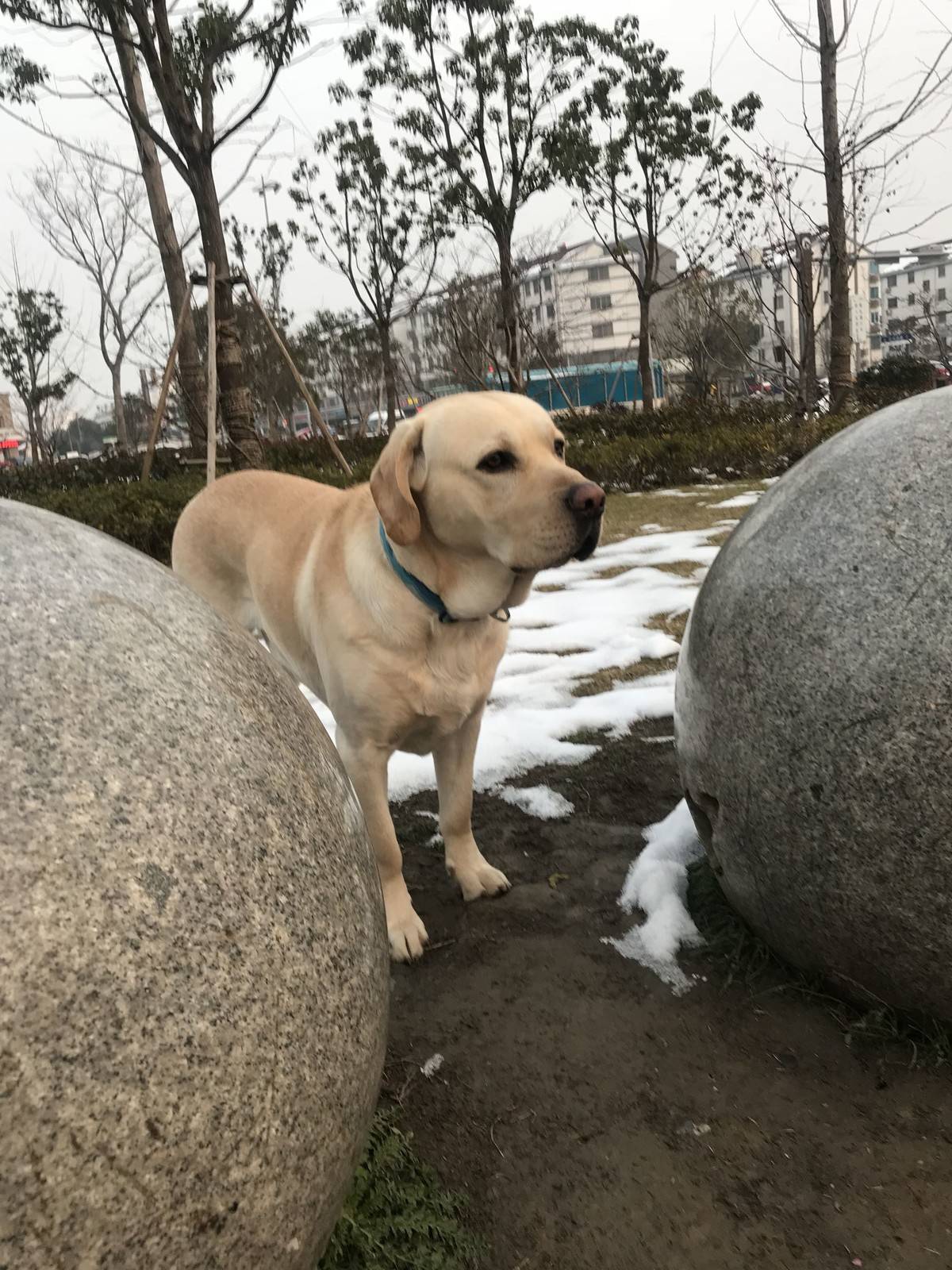 抓住这难得的雪景来几张留念