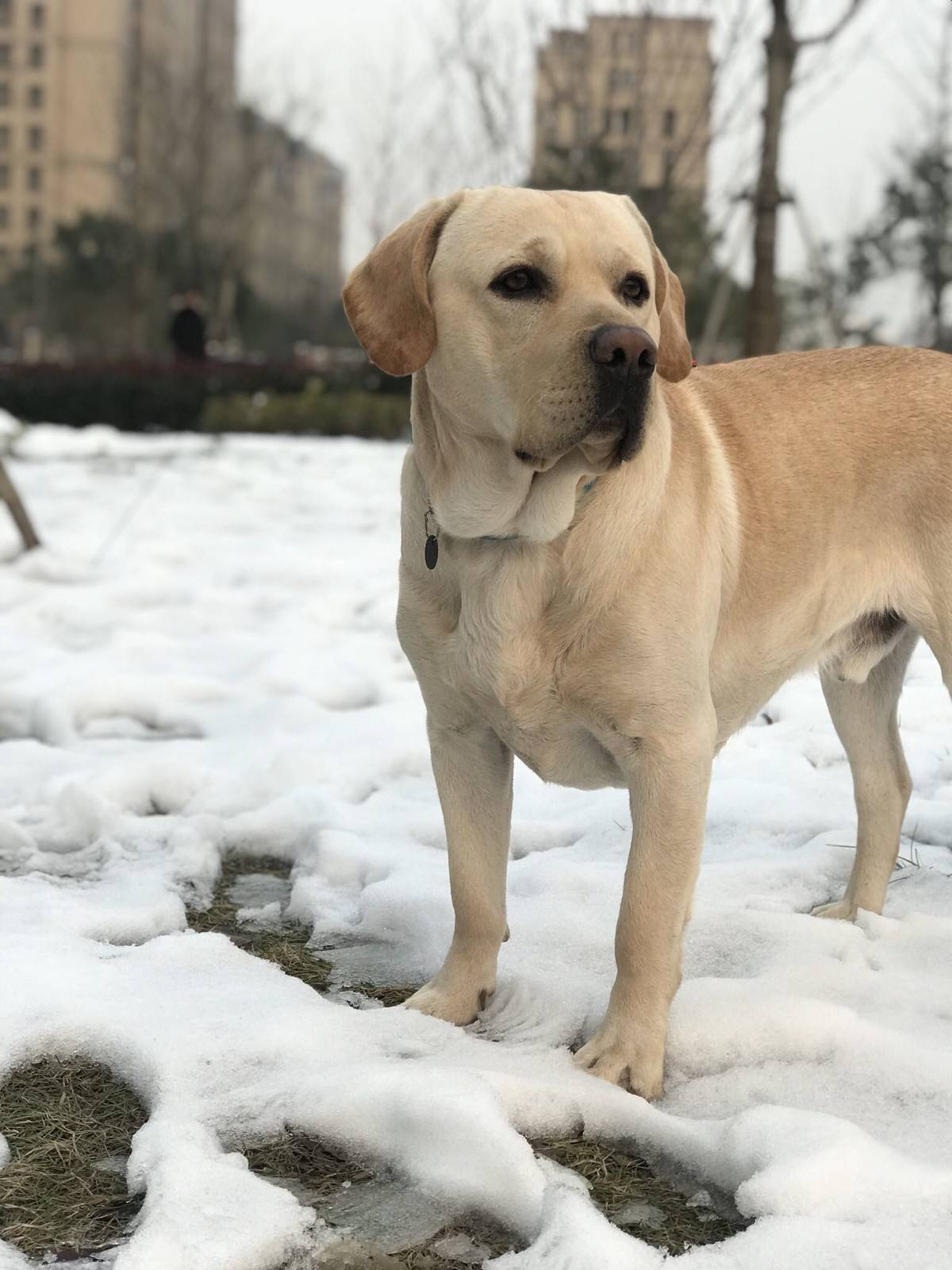 抓住这难得的雪景来几张留念