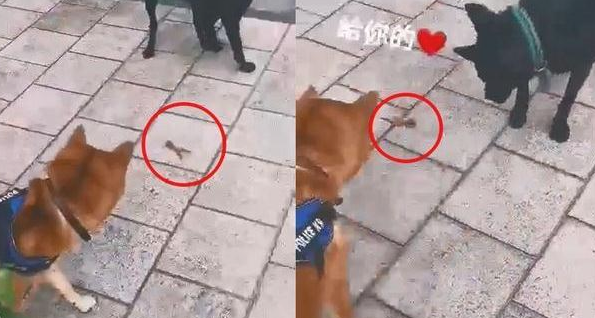 给柴犬的鸡爪子它没吃了，反而是叼着分享给外边的狗子，太听话了吧！