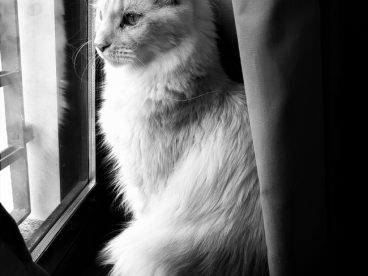 黑白可爱长毛猫图片