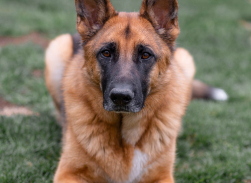 德国牧羊犬督促妹妹做功课，谁料妹妹竟不理会
