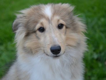 可爱牧羊犬头像图片