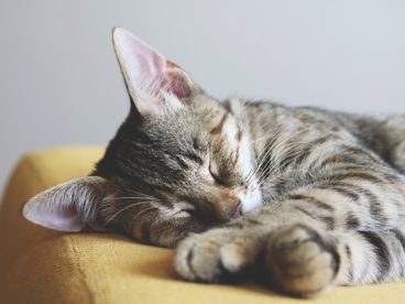 软萌猫咪睡觉图片