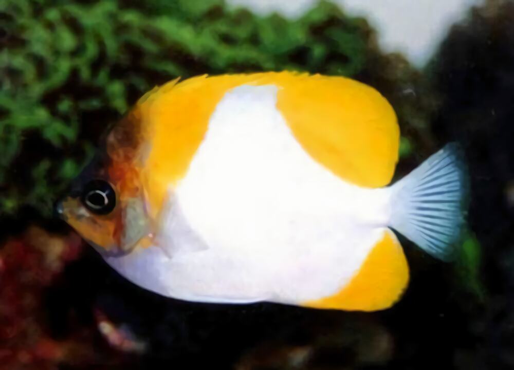 霞蝶鱼身份信息