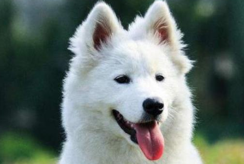铲屎官：你们狗怀孕还会孕吐啊？