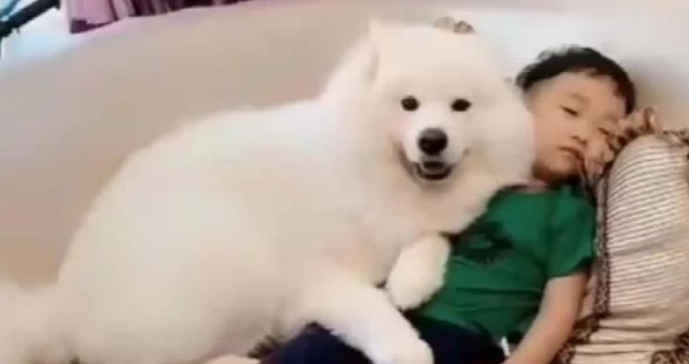 狗狗睡了小主人的位置，下一秒宝宝的表现，让妈妈笑得前俯后仰