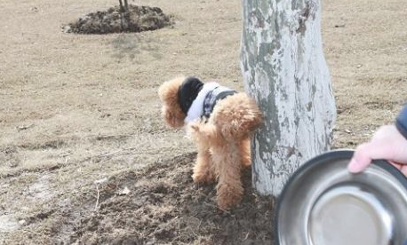 泰迪犬出現这5种个人行为，表明它要反抗你了，小心咬你！