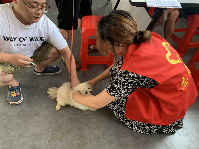 海门区三星镇：文明养犬“别掉链” “宠”爱有佳“她”行动
