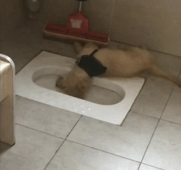 金毛狗狗倒在厕所蹲坑边就睡觉了，异味都熏昏迷不醒它，它是喝醉酒吗？