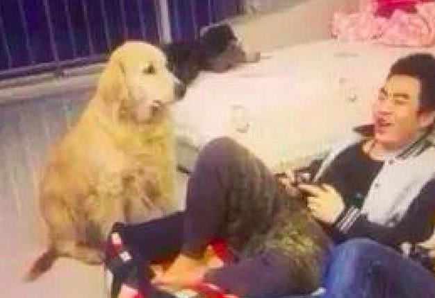 小哥坐着狗窝上打游戏,金毛一脸瞧不起看见他:怪不得你一直单身男女