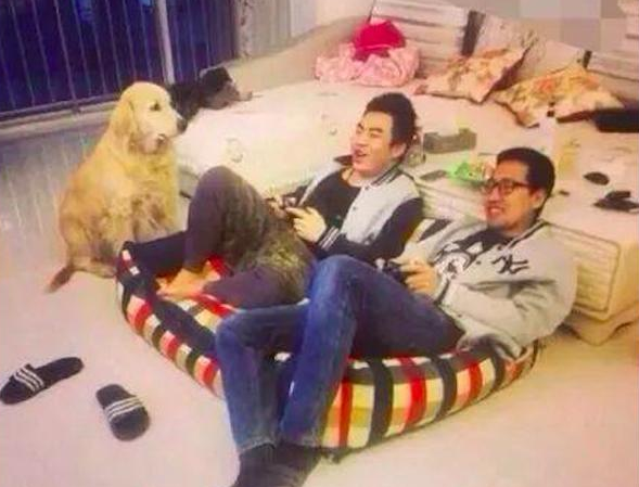 小哥坐着狗窝上打游戏，金毛一脸瞧不起看见他：怪不得你一直单身男女