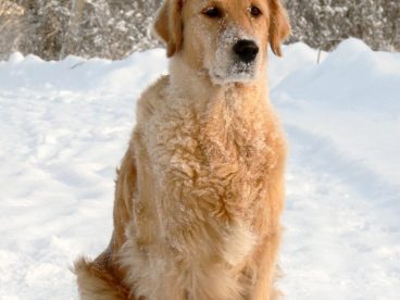 金毛犬大图片