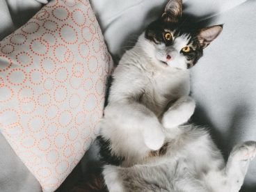 撒娇花猫图片
