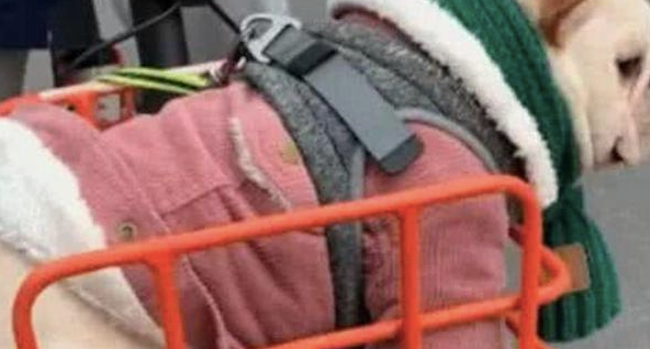 主人家把狗放到自行车前框里,它身型很大被卡得动弹不得,满脸心力憔悴