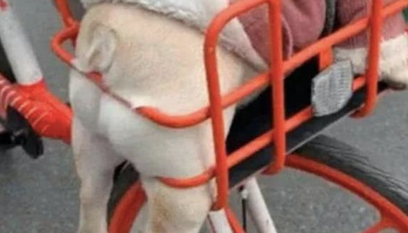 主人家把狗放到自行车前框里,它身型很大被卡得动弹不得,满脸心力憔悴