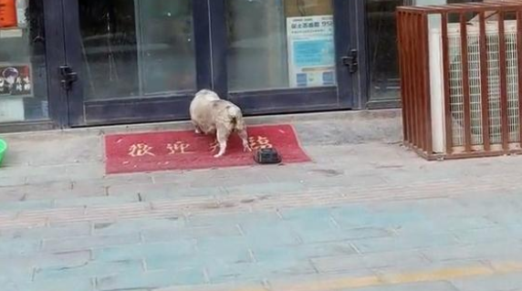 小狗被收养后，狗妈妈拖着残腿来看望，眼里满是不舍