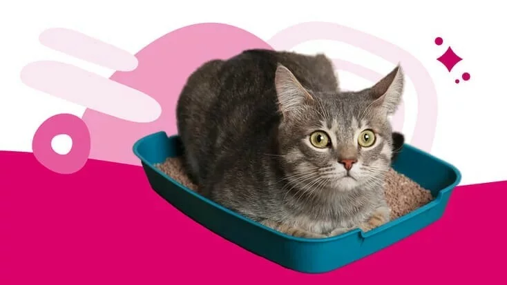 猫咪便秘:原因、症状和治疗方法