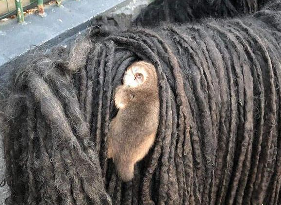 带拖把犬出门遛弯,发现它的背上沾着啥,搭便车呢?