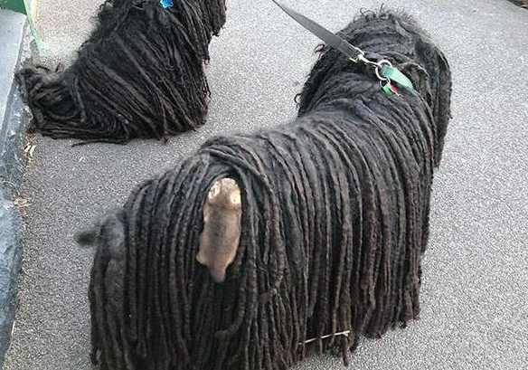 带拖把犬出门遛弯，发现它的背上沾着啥，搭便车呢？