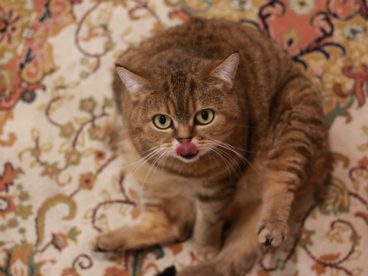 可爱家养虎斑猫图片