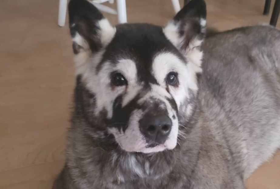 秋田犬长出花脸痛苦面具，5岁卒死，主人家留有千字哀悼