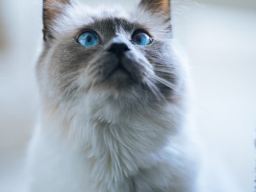 胖猫咪图片