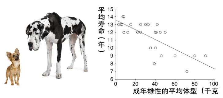 这个追踪4万只狗狗的研究,想让狗和人都活得更长