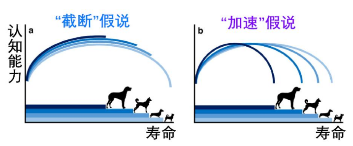 这个追踪4万只狗狗的研究,想让狗和人都活得更长
