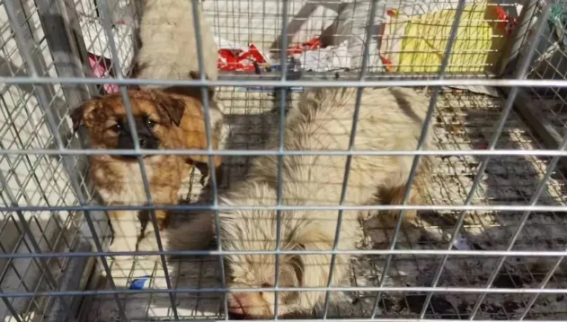 无主犬、流浪犬集中清理收容在行动！养犬也要“文明”范儿！